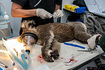 Anaesthetised female Koala (Phascolarctos cinereus) is treated for burns to all her feet at a mobile wildlife triage centre at Bairnsdale (which was set up to treat animals as a result of the bushfire...