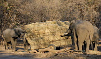 African elephants (Loxodonta africana) feeding on hay from a broken trailer laden with hay for distribution to starving animals during drought. Mana Pools National Park, Zimbabwe, September 2019.