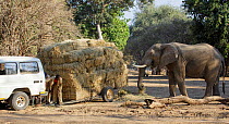 African elephant (Loxodonta africana) helping itself to hay whilst a man repairs a trailer laden with hay for distribution to starving animals during drought. Mana Pools National Park, Zimbabwe, Septe...