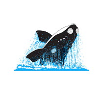 Southern right whale (Eubalaena australis) Breaching     No more than 15 illustrations by Martin Camm, Rebecca Robinson and/or Toni Llobet to be used in a single project or book edition, except by...
