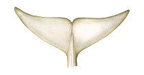 Sei whale (Balaenoptera borealis) adult flukes (underside)     No more than 15 illustrations by Martin Camm, Rebecca Robinson and/or Toni Llobet to be used in a single project or book edition, exc...
