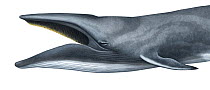 Sei whale (Balaenoptera borealis) adult open mouth showing baleen plates     No more than 15 illustrations by Martin Camm, Rebecca Robinson and/or Toni Llobet to be used in a single project or boo...