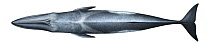 Sei whale (Balaenoptera borealis) adult upperside     No more than 15 illustrations by Martin Camm, Rebecca Robinson and/or Toni Llobet to be used in a single project or book edition, except by pr...
