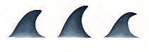 Sei whale (Balaenoptera borealis) adult dorsal fin variations     No more than 15 illustrations by Martin Camm, Rebecca Robinson and/or Toni Llobet to be used in a single project or book edition,...