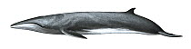 Sei whale (Balaenoptera borealis) calf     No more than 15 illustrations by Martin Camm, Rebecca Robinson and/or Toni Llobet to be used in a single project or book edition, except by prior written...