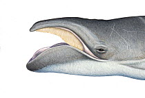 Pygmy right whale (Caperea marginata) adult mouth open showing baleen plates     No more than 15 illustrations by Martin Camm, Rebecca Robinson and/or Toni Llobet to be used in a single project or...