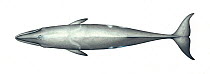 Pygmy right whale (Caperea marginata) adult upperside     No more than 15 illustrations by Martin Camm, Rebecca Robinson and/or Toni Llobet to be used in a single project or book edition, except b...
