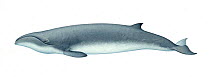 Pygmy right whale (Caperea marginata) adult colour variation     No more than 15 illustrations by Martin Camm, Rebecca Robinson and/or Toni Llobet to be used in a single project or book edition, e...