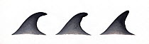 Omura's whale (Balaenoptera omurai) adult dorsal fin variations     No more than 15 illustrations by Martin Camm, Rebecca Robinson and/or Toni Llobet to be used in a single project or book edition...