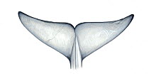 Omura's whale (Balaenoptera omurai) adult flukes (underside)     No more than 15 illustrations by Martin Camm, Rebecca Robinson and/or Toni Llobet to be used in a single project or book edition, e...