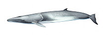 Omura's whale (Balaenoptera omurai) adult left side     No more than 15 illustrations by Martin Camm, Rebecca Robinson and/or Toni Llobet to be used in a single project or book edition, except by...