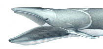 Omura's whale (Balaenoptera omurai) adult open mouth showing baleen plates     No more than 15 illustrations by Martin Camm, Rebecca Robinson and/or Toni Llobet to be used in a single project or b...