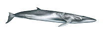 Omura's whale (Balaenoptera omurai) adult right side     No more than 15 illustrations by Martin Camm, Rebecca Robinson and/or Toni Llobet to be used in a single project or book edition, except by...