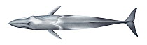 Omura's whale (Balaenoptera omurai) adult upperside     No more than 15 illustrations by Martin Camm, Rebecca Robinson and/or Toni Llobet to be used in a single project or book edition, except by...