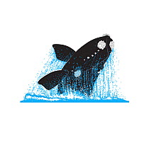 North Pacific right whale (Eubalaena japonica) Breach     No more than 15 illustrations by Martin Camm, Rebecca Robinson and/or Toni Llobet to be used in a single project or book edition, except b...