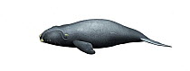 North Pacific right whale (Eubalaena japonica) calf     No more than 15 illustrations by Martin Camm, Rebecca Robinson and/or Toni Llobet to be used in a single project or book edition, except by...