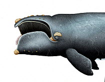 North Pacific right whale (Eubalaena japonica) adult open mouth showing baleen and callosities     No more than 15 illustrations by Martin Camm, Rebecca Robinson and/or Toni Llobet to be used in a...