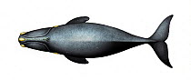 North Pacific right whale (Eubalaena japonica) adult upperside     No more than 15 illustrations by Martin Camm, Rebecca Robinson and/or Toni Llobet to be used in a single project or book edition,...