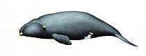 North Pacific right whale (Eubalaena japonica)     No more than 15 illustrations by Martin Camm, Rebecca Robinson and/or Toni Llobet to be used in a single project or book edition, except by prior...