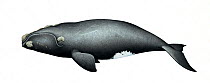 North Pacific right whale (Eubalaena japonica) adult     No more than 15 illustrations by Martin Camm, Rebecca Robinson and/or Toni Llobet to be used in a single project or book edition, except by...
