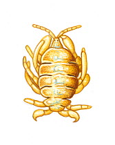 Whale louse (Cyamus erraticus) commonly found on  North Atlantic right whale (Eubalaena glacialis)      No more than 15 illustrations by Martin Camm, Rebecca Robinson and/or Toni Llobet to be use...