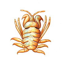 Whale louse (Cyamus gracilis) commonly found on  North Atlantic right whale (Eubalaena glacialis)      No more than 15 illustrations by Martin Camm, Rebecca Robinson and/or Toni Llobet to be used...