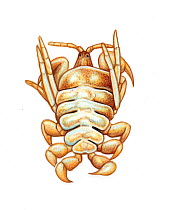 Whale louse (Cyamus ovalis) commonly found on  North Atlantic right whale (Eubalaena glacialis)      No more than 15 illustrations by Martin Camm, Rebecca Robinson and/or Toni Llobet to be used i...