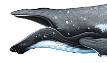 Humpback whale (Megaptera novaeangliae) adult open mouth showing baleen plates     No more than 15 illustrations by Martin Camm, Rebecca Robinson and/or Toni Llobet to be used in a single project...