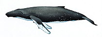 Humpback whale (Megaptera novaeangliae) adult male northern hemisphere     No more than 15 illustrations by Martin Camm, Rebecca Robinson and/or Toni Llobet to be used in a single project or book...