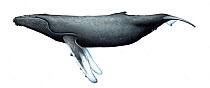 Humpback whale (Megaptera novaeangliae) adult female northern hemisphere     No more than 15 illustrations by Martin Camm, Rebecca Robinson and/or Toni Llobet to be used in a single project or boo...