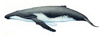 Humpback whale (Megaptera novaeangliae) adult southern hemisphere     No more than 15 illustrations by Martin Camm, Rebecca Robinson and/or Toni Llobet to be used in a single project or book editi...