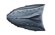 Humpback whale (Megaptera novaeangliae) Upperside of head showing tuberbles     No more than 15 illustrations by Martin Camm, Rebecca Robinson and/or Toni Llobet to be used in a single project or...