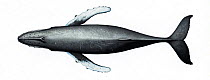 Humpback whale (Megaptera novaeangliae) adult upperside     No more than 15 illustrations by Martin Camm, Rebecca Robinson and/or Toni Llobet to be used in a single project or book edition, except...