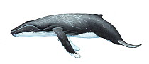 Humpback whale (Megaptera novaeangliae) calf     No more than 15 illustrations by Martin Camm, Rebecca Robinson and/or Toni Llobet to be used in a single project or book edition, except by prior w...