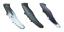 Humpback whale (Megaptera novaeangliae) adult flipper or pectoral fin comparisons North Atlantic / North Pacific type 1 (left) - North Pacific type 2 (middle) - Western Australia (right)     No m...