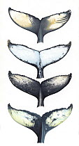 Humpback whale (Megaptera novaeangliae) Underside of tail (fluke) comparisons     No more than 15 illustrations by Martin Camm, Rebecca Robinson and/or Toni Llobet to be used in a single project o...