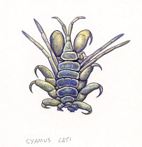 Grey and bowhead whale amphipod or whale louse (Cyamus ceti) often found on grey whale (Eschrichtius robustus)     No more than 15 illustrations by Martin Camm, Rebecca Robinson and/or Toni Llobet...