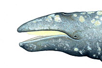 Grey whale (Eschrichtius robustus) Head with mouth open showing baleen plates (left side)     No more than 15 illustrations by Martin Camm, Rebecca Robinson and/or Toni Llobet to be used in a sing...