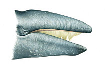 Grey whale (Eschrichtius robustus) Head with mouth open showing baleen plates (right side)     No more than 15 illustrations by Martin Camm, Rebecca Robinson and/or Toni Llobet to be used in a sin...