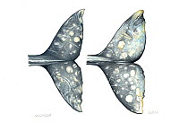 Grey whale (Eschrichtius robustus) adult flukes - younger (left) and older (right)     No more than 15 illustrations by Martin Camm, Rebecca Robinson and/or Toni Llobet to be used in a single proj...