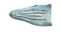 Grey whale (Eschrichtius robustus) Underside of head showing throat grooves     No more than 15 illustrations by Martin Camm, Rebecca Robinson and/or Toni Llobet to be used in a single project or...