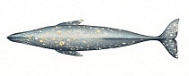 Grey whale (Eschrichtius robustus) adult upperside     No more than 15 illustrations by Martin Camm, Rebecca Robinson and/or Toni Llobet to be used in a single project or book edition, except by p...