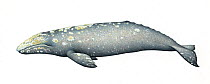 Grey whale (Eschrichtius robustus) adult     No more than 15 illustrations by Martin Camm, Rebecca Robinson and/or Toni Llobet to be used in a single project or book edition, except by prior writt...