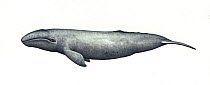Grey whale (Eschrichtius robustus) calf     No more than 15 illustrations by Martin Camm, Rebecca Robinson and/or Toni Llobet to be used in a single project or book edition, except by prior writte...