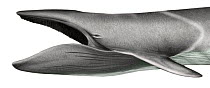 Fin whale (Balaenoptera physalus) adult mouth open showing baleen plates     No more than 15 illustrations by Martin Camm, Rebecca Robinson and/or Toni Llobet to be used in a single project or boo...