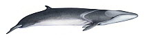 Fin whale (Balaenoptera physalus) adult pygmy subspecies (right side)     No more than 15 illustrations by Martin Camm, Rebecca Robinson and/or Toni Llobet to be used in a single project or book edition, except by prior written agreement from Mark Carwardine.