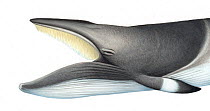 Common minke whale (Balaenoptera acutorostrata) adult mouth open showing baleen plates     No more than 15 illustrations by Martin Camm, Rebecca Robinson and/or Toni Llobet to be used in a single...