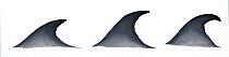 Bryde's whale (Balaenoptera edeni) Dorsal fin variations     No more than 15 illustrations by Martin Camm, Rebecca Robinson and/or Toni Llobet to be used in a single project or book edition, excep...