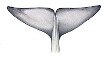 Bryde's whale (Balaenoptera edeni) Flukes (underside)     No more than 15 illustrations by Martin Camm, Rebecca Robinson and/or Toni Llobet to be used in a single project or book edition, except by prior written agreement from Mark Carwardine.