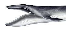Bryde's whale (Balaenoptera edeni) adult open mouth showing baleen plates     No more than 15 illustrations by Martin Camm, Rebecca Robinson and/or Toni Llobet to be used in a single project or bo...